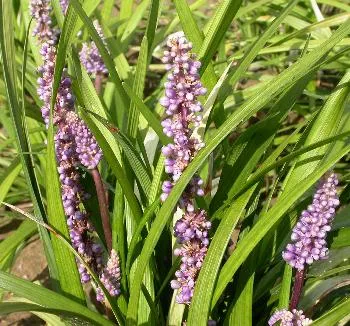 Liriope muscari 'Moneymaker'