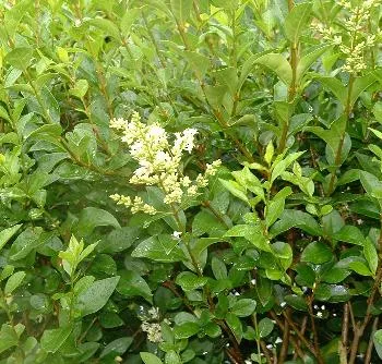 Ligustrum ovalifolium