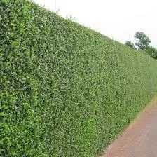 Ligustrum ovalifolium