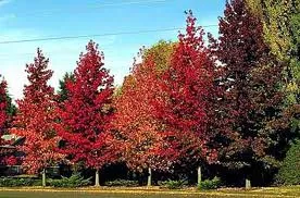 Liquidambar styraciflua