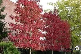 Liquidambar styraciflua