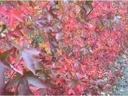 Liquidambar st worplesdon