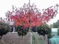 Liquidambar st worplesdon