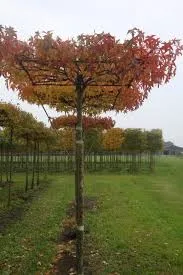 Liquidambar st worplesdon
