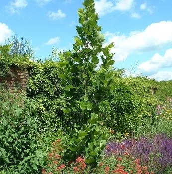 Liriodendron tul. 'Fastigiatum'