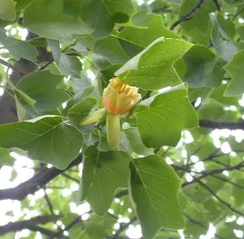 Liriodendron tulipifera