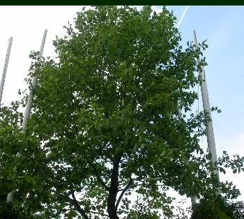 Liriodendron tulipifera