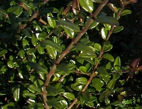 Lonicera nit. 'Elegant'