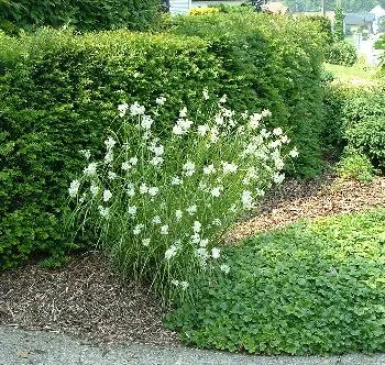 Luzula nivea