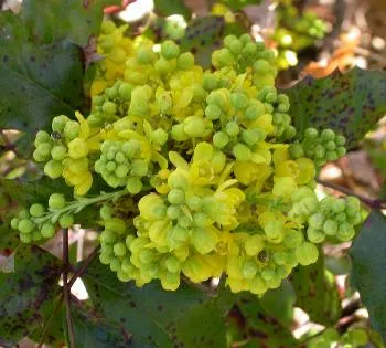 Mahonia aquifolium