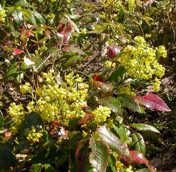 Mahonia aquifolium