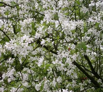 Malus floribunda