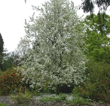 Malus floribunda