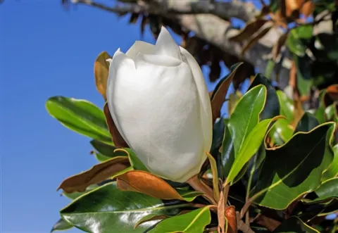 Magnolia grandiflora 'Galisoni?re'