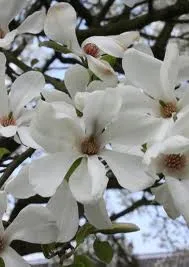 Magnolia kobus 'Isis'