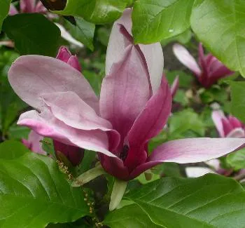 Magnolia soul. 'Alexandrina'