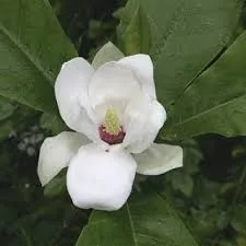 Magnolia sieboldii 'Ashei'