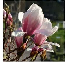 Magnolia s kiki's broom