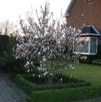 Magnolia soulangiana