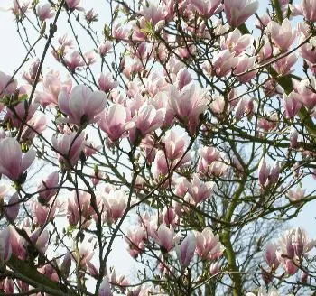 Magnolia soulangiana