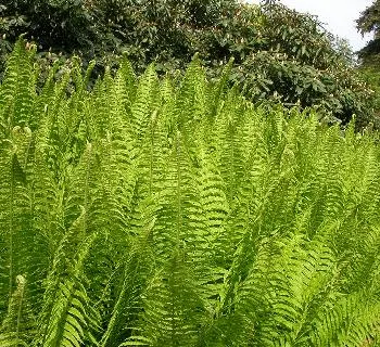 Matteuccia struthiopteris