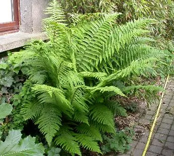 Matteuccia struthiopteris