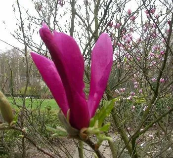 Magnolia 'Susan'