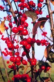 Malus 'Velvet Pilar'