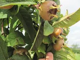 Mespilus ger westelfeld