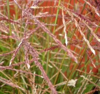 Miscanthus sin. 'Ferner Osten'