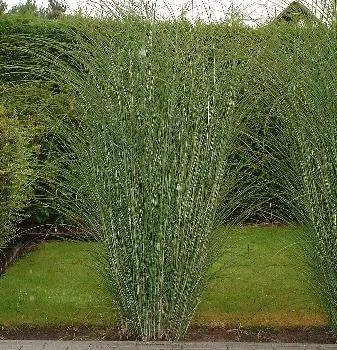 Miscanthus sin. 'Gracillimus'