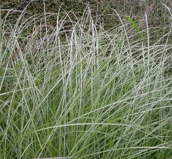 Miscanthus sin. 'Kleine Silbersp.'