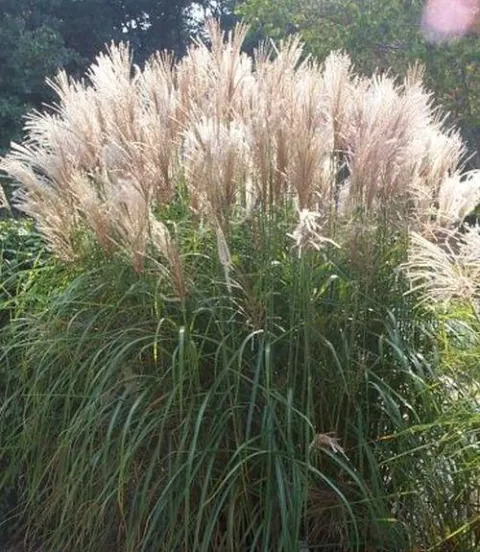 Miscanthus sin. 'Silberfeder'