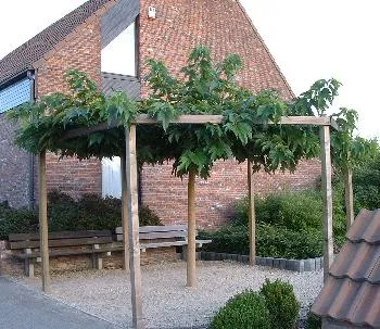 Morus alba 'Fruitless'