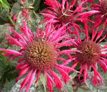 Monarda 'Gardenview Scarlet'