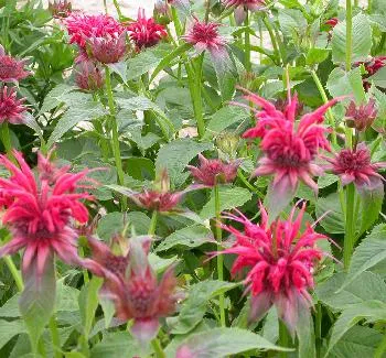 Monarda 'Gardenview Scarlet'
