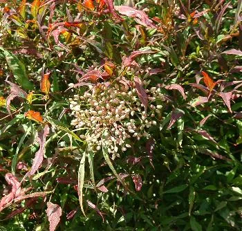 Nandina domestica