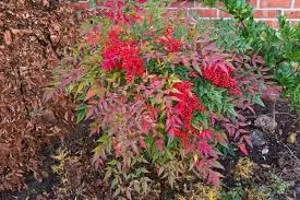 Nandina domestica