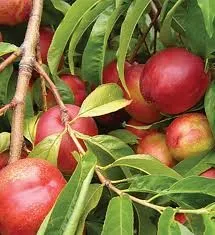 Nectarin Mad. Blanchet