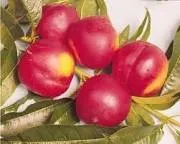 Nectarin Mad. Blanchet