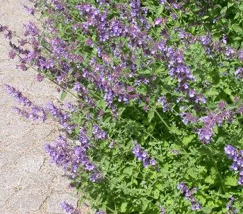 Nepeta faassenii 'Walker's Low'