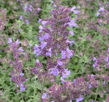 Nepeta faassenii 'Walker's Low'