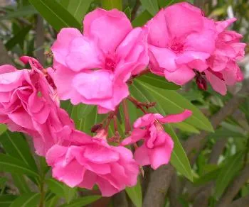 Nerium oleander