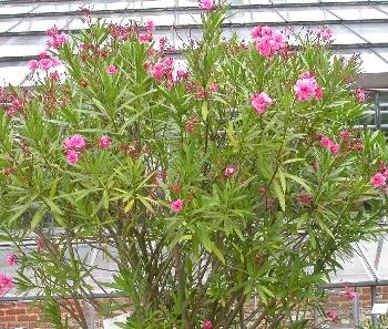 Nerium oleander