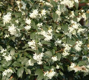 Osmanthus burkwoodii