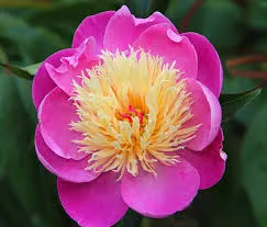 Paeonia 'Bowl of Beauty