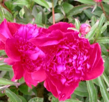 Paeonia 'Inspecteur Lavergne'