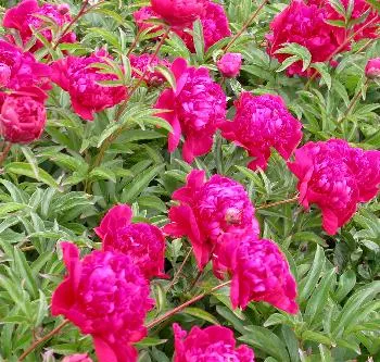 Paeonia 'Inspecteur Lavergne'