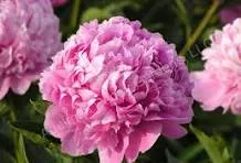 Paeonia 'Monsieur Jules Elie'