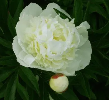 Paeonia (LD) 'Duchesse de Nemours'